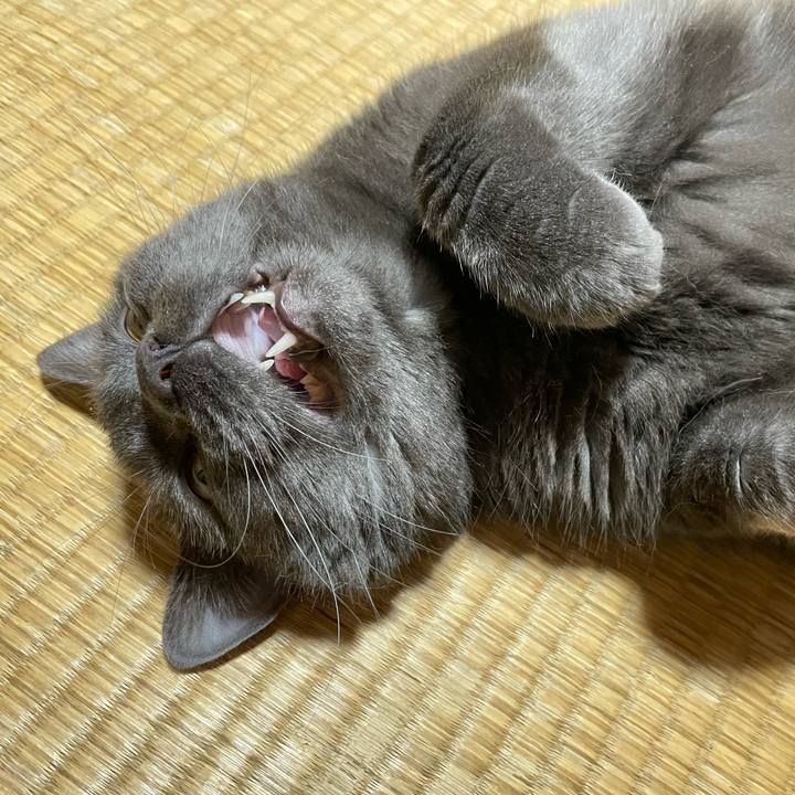 F9e79153 cf8f 4b41 807a f46c7250bf45 1760137573729