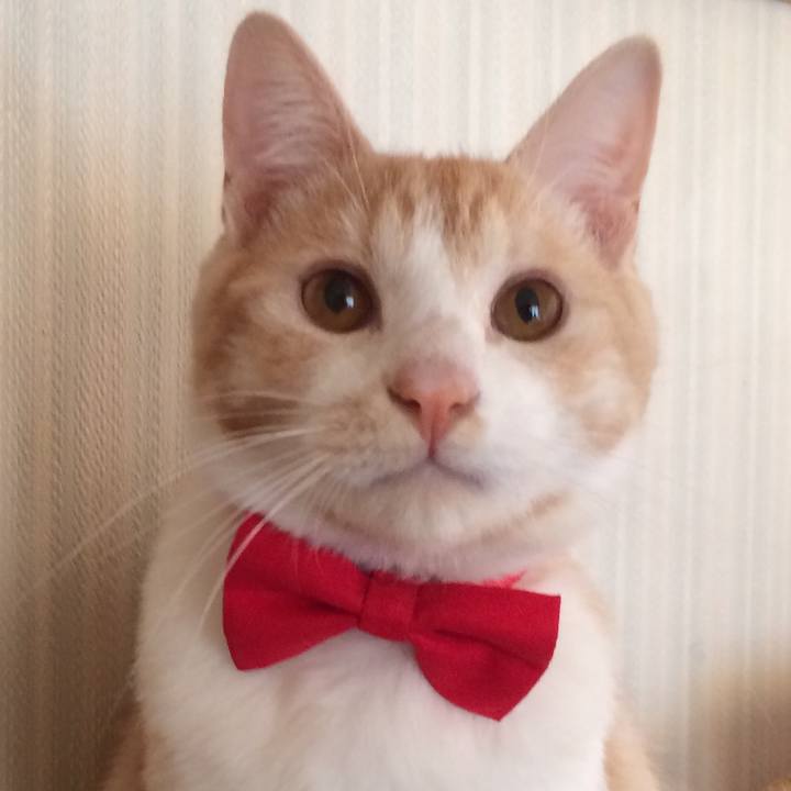 F9e9d69b fdea 4171 8547 f364cf3449b0 1514296452580