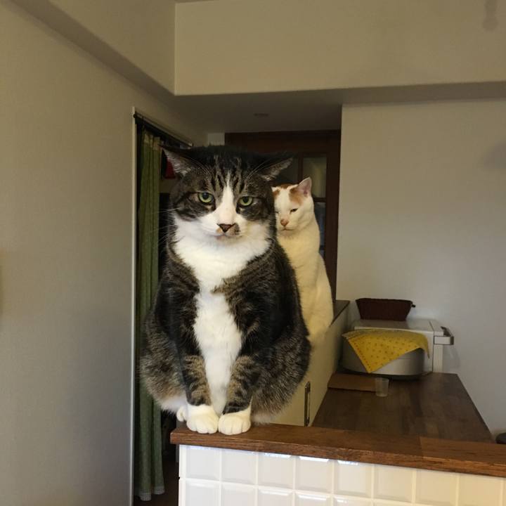 F9efedff 4968 4a93 bcb6 3a75cb5cf63c 1512346072198