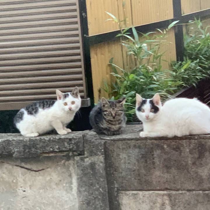 F9f186f8 f3ba 4357 812c d2e54ad9196b 1606274806643