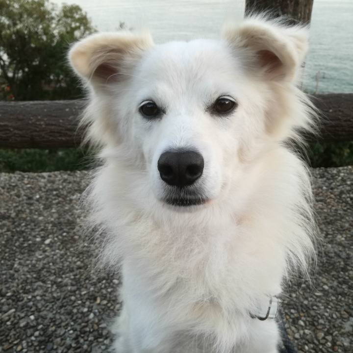 F9f3ca70 936d 4639 8a13 7ccd3c7ef351 1509534502526