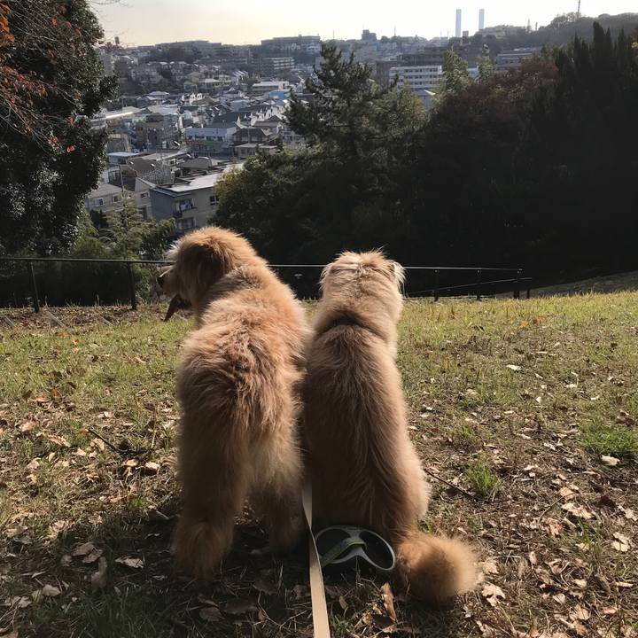 F9f4ddf0 2073 473f a44e 6028294e71cf 1542767970029