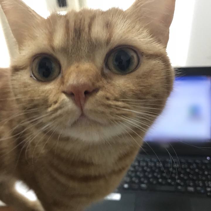 Fa00481b b041 428e a8ab ff1b332fe4aa 1510973518212