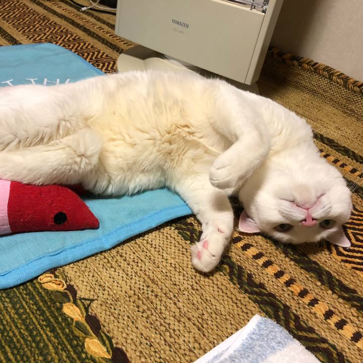 Fa09cf7f d218 4205 8731 abe12ac67eff 1619954198084