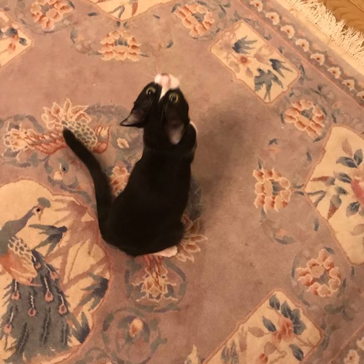 Fa0a395a c554 456c 838d 1ba4159205fd 1515343847642