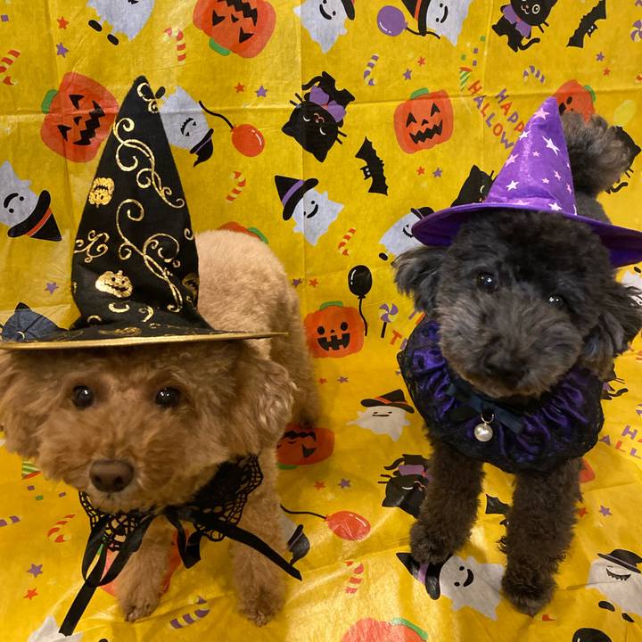 Fa0a79d6 23db 47ab a29f 5ab7a84c0de7 1667200550168