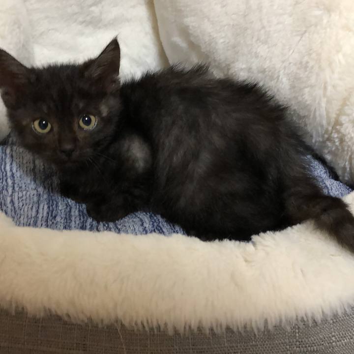 Fa0db99b b407 456a a1ee fa00b6f406aa 1604238190662