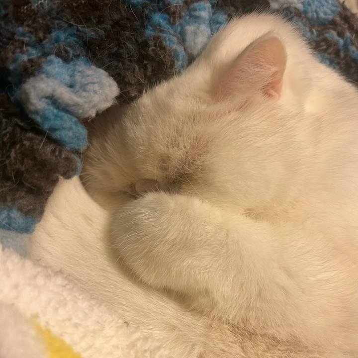 Fa0e31c8 76d7 436f aed3 b68d3c025356 1733577108019