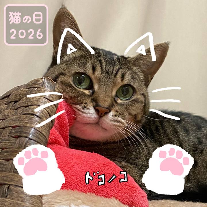 Fa10b985 1a22 4122 8749 26e13d6d3388 1771733416098