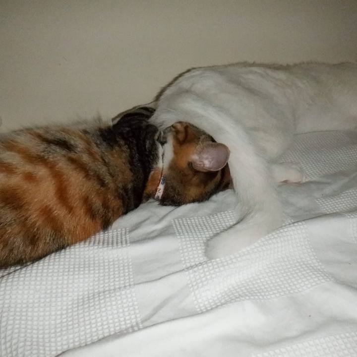 Fa1abad3 8c4f 4d7e 88c1 15b5f99a68d1 1633569347957