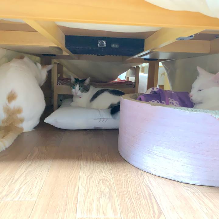 Fa25aed1 ee76 46e0 ba40 b5758b2740c8 1573653258623