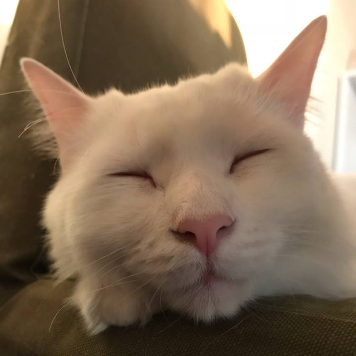 Fa262aa7 a5b4 4327 8562 33dcbd2284d4 1543535927991