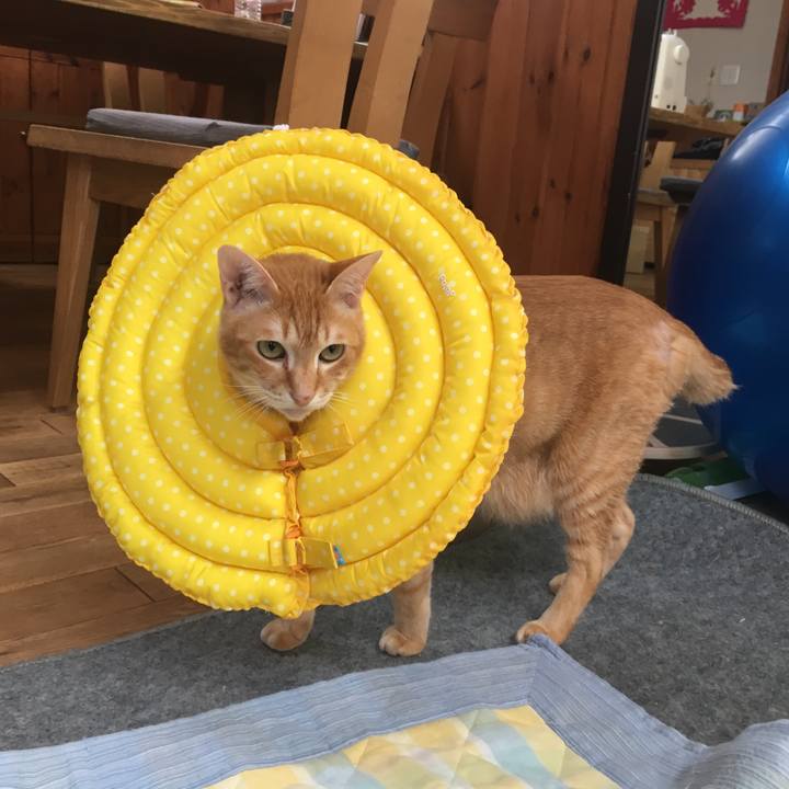 Fa262c5f f69d 4c78 9407 a547c447ba70 1527402921723