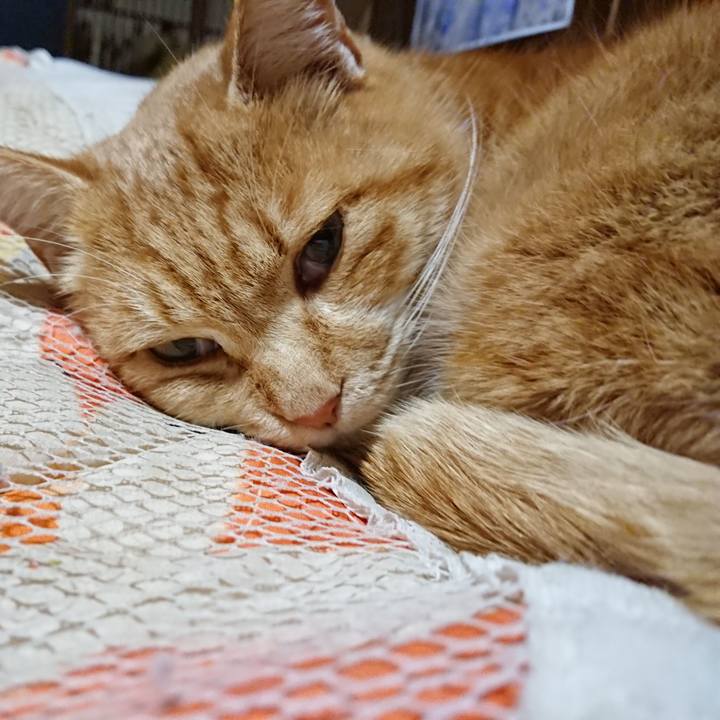 Fa26e3ca d299 40bb b78c ea836f858a37 1608202718475