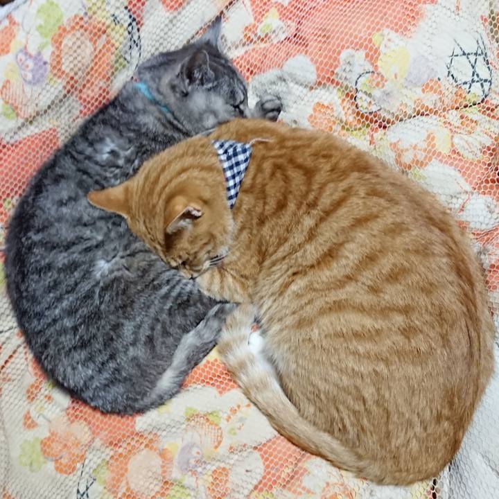 Fa29715f 7226 480e 8f6b a96d7d55250f 1571660661514