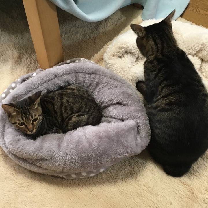 Fa2b83d5 b2f6 4af6 8fb3 35ba95a12e91 1539836716377