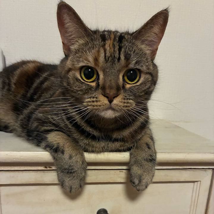 Fa31271a c7ad 4385 880d 461fdd78596d 1765714056912