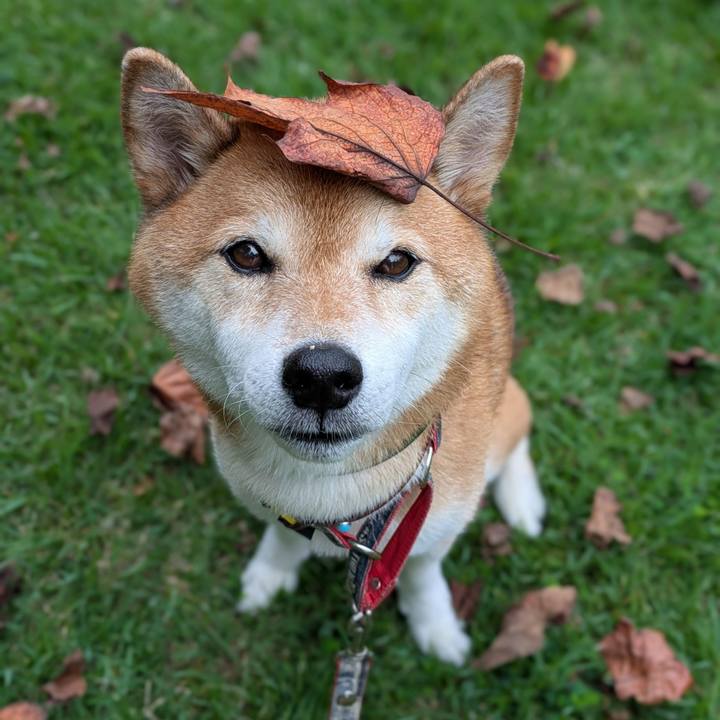 Fa33dc19 3dfa 40e6 a937 29e8f8445457 1755179473457