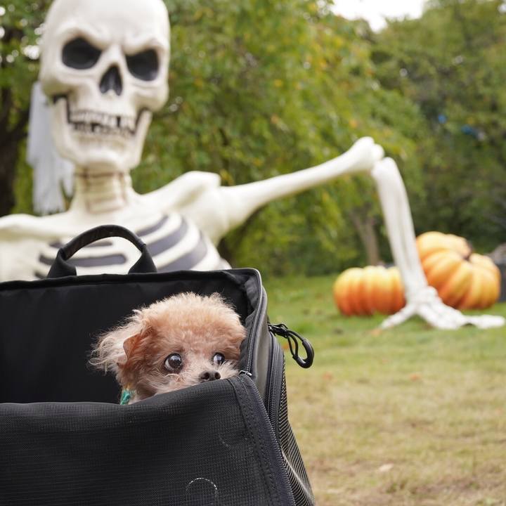 Fa38dc78 dd1f 4601 ac87 a4a66cb5b231 1761826799681