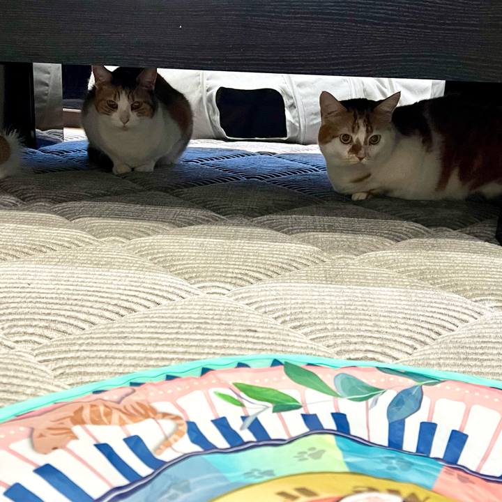 Fa3f5b81 185b 4ed4 bfc2 394adfa3d89c 1764905855664