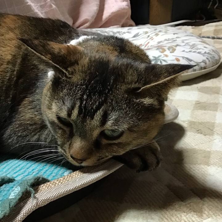 Fa42b0a2 49b2 490c 8189 41e2f212be0d 1739612435321