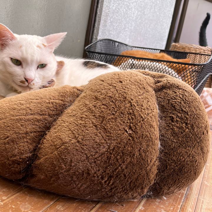 Fa474853 11b8 478c 9cc9 71bf44fc5e78 1762050972289