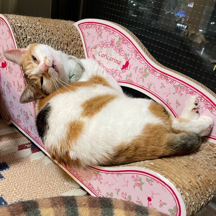 Fa486bce c873 4383 ab06 6f490ce2d68d 1685196004518