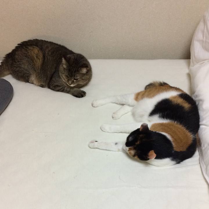 Fa4b834c e32e 454b a308 6fc60288aed3 1590900405609