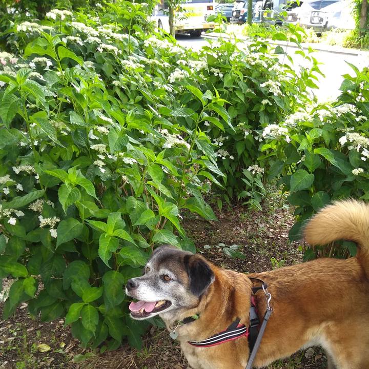 Fa4d881f 5dfb 4a6b 841e 78cd087ad415 1560472108751