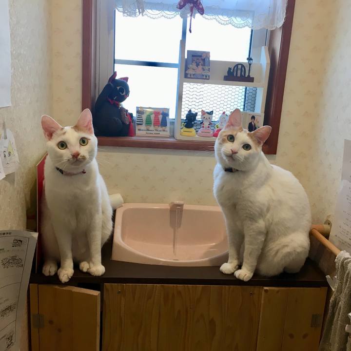 Fa4e9fce 623d 4af7 bf71 ebdc55d8ee28 1533942763619