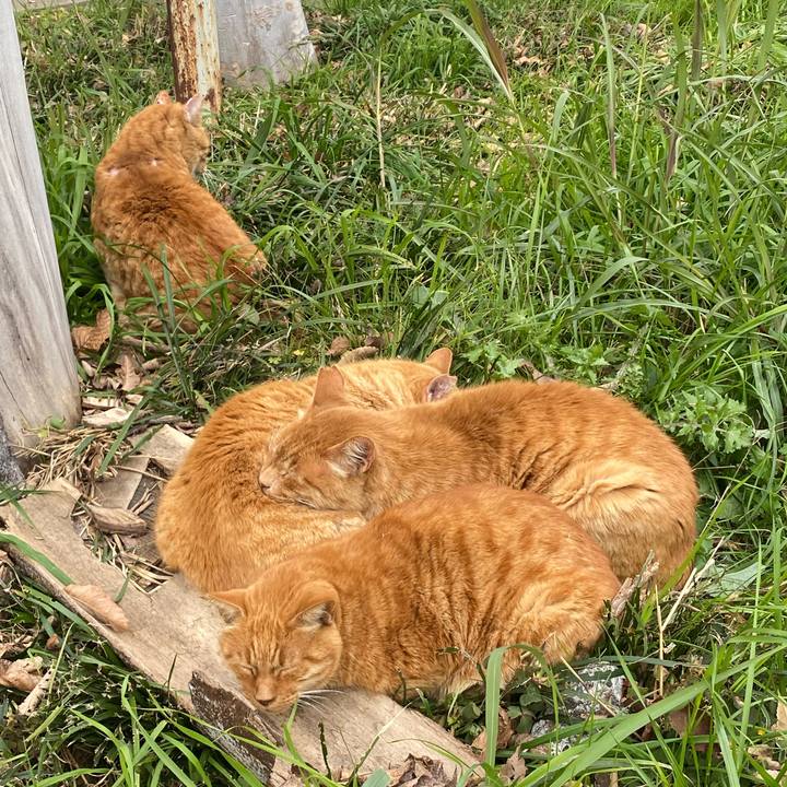 Fa4ea1fc 9735 4cb3 9d35 d67b8ce3295f 1765028794751