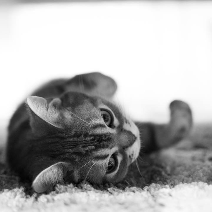 Fa53a4a5 c818 4195 92f6 66e4d1bbad3f 1546354792930