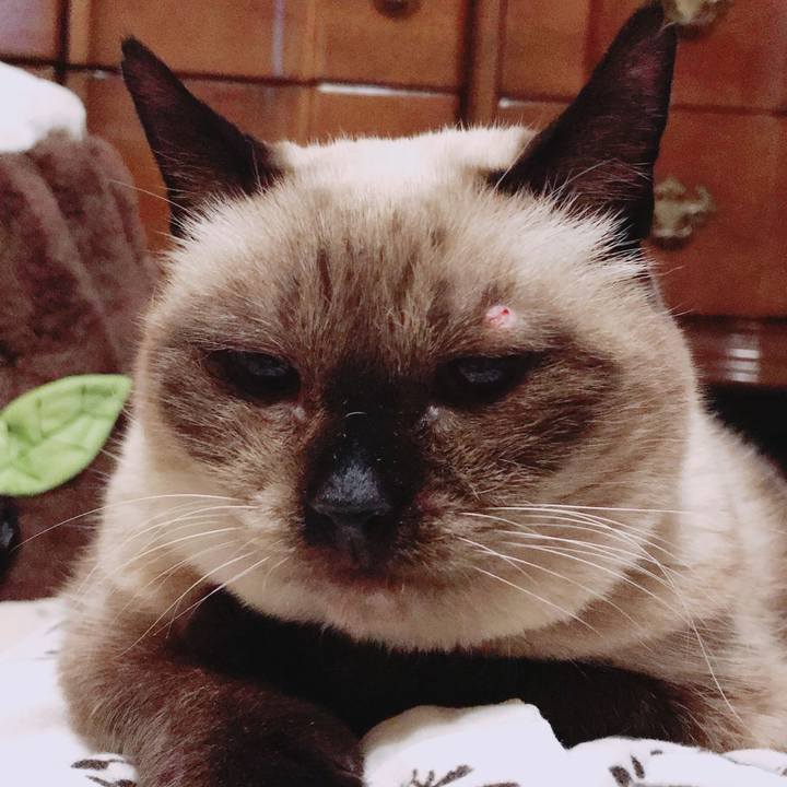 Fa544685 5f9a 468d 85c7 4c2985439eab 1607225699035