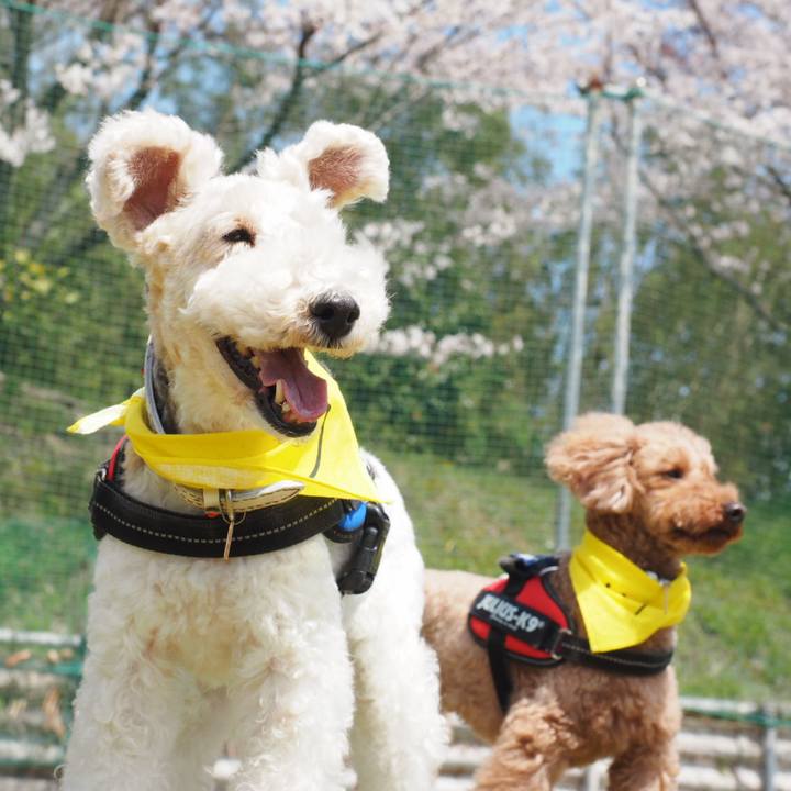 Fa57dbcd f0e0 403e 98aa 54126db10ea7 1554940499632