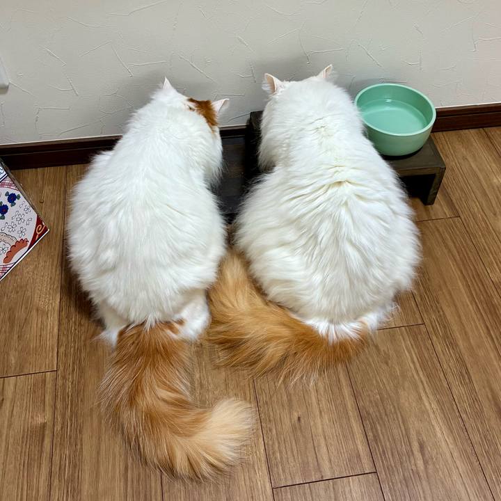 Fa5e5747 f4d4 4ee4 8790 4edfd201ebbb 1773984509477