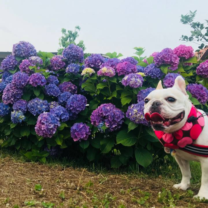 Fa5ec2df 8aad 4470 b6e4 651e79bb11e8 1528632670591