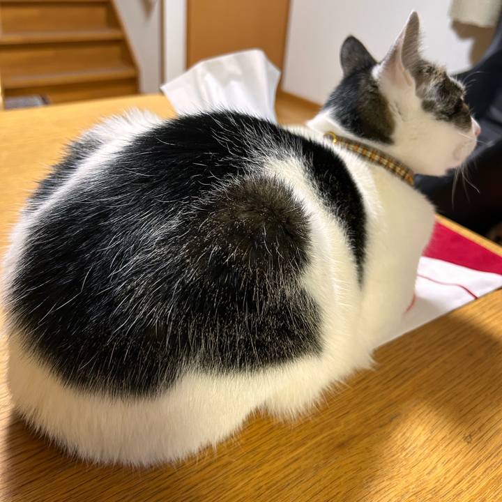 Fa606c85 35f8 4437 a9c3 2905ec5171d5 1718277452909