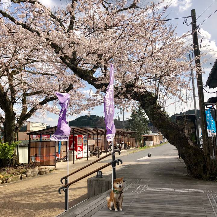 Fa60b430 23ec 464c ba6b 6ed04fbd49c8 1555056470719