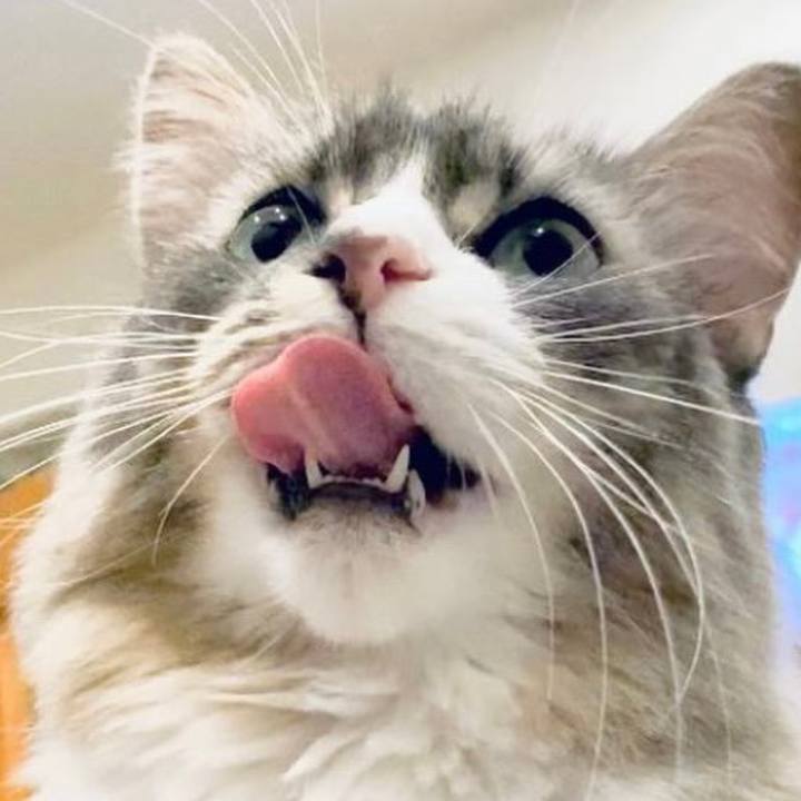 Fa654539 aace 41cd 855c 5cc3a34fe04c 1666372030502