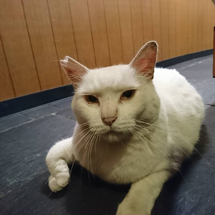 Fa695555 26ec 4c85 93f7 dfccba588f94 1561981859206