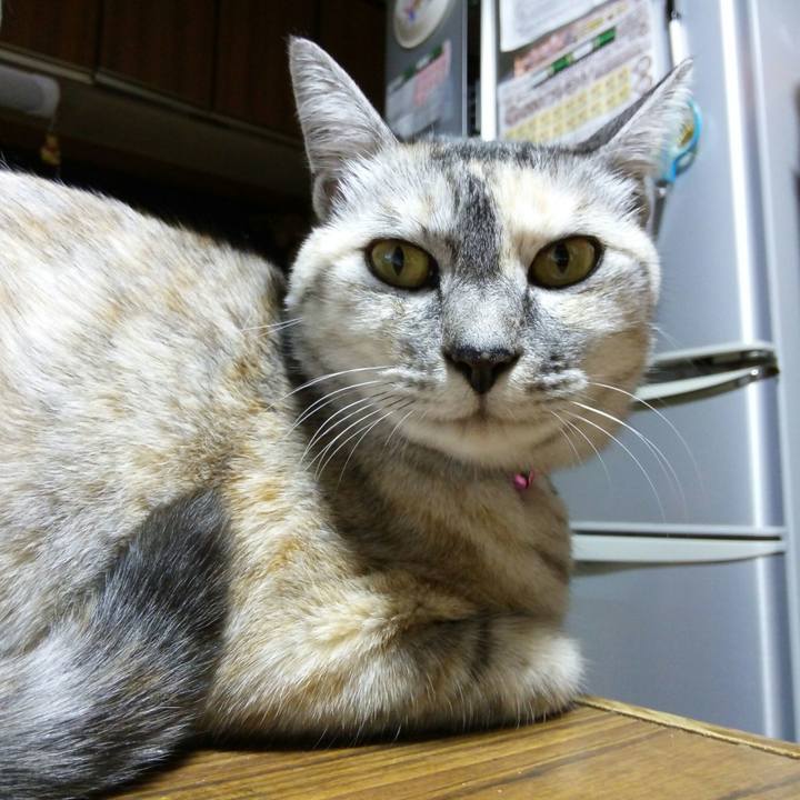 Fa6a14e0 af72 441a 9eba c2739ffd0d16 1510396025953