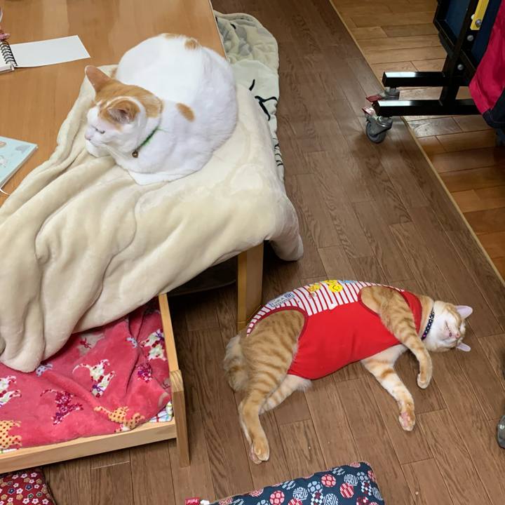 Fa6a1535 e940 48c0 95a1 d79de55c1af6 1589072717351