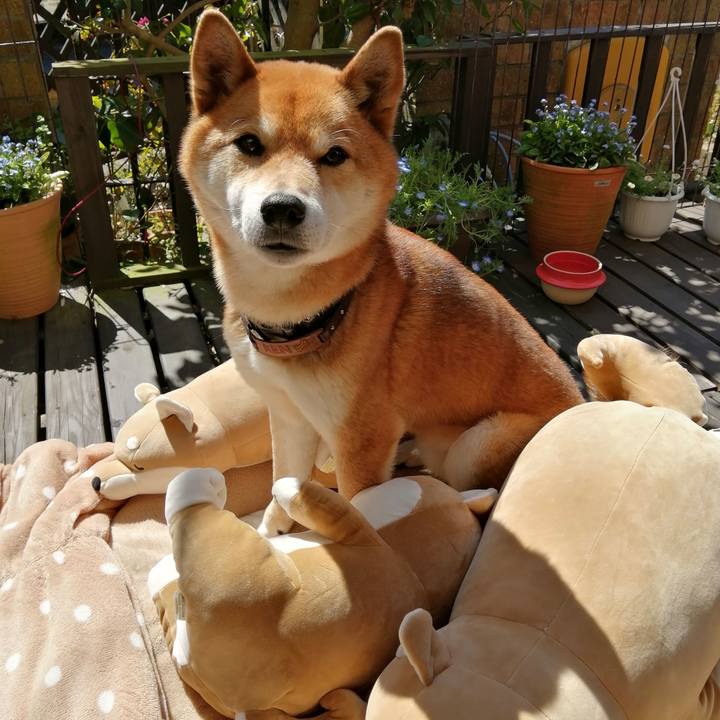 Fa739a28 4349 47df 8781 8368a105fdb3 1585102067613