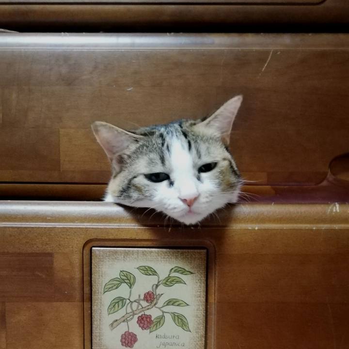 Fa78931a 9fee 4faf 8b4c ba4e7a19a9eb 1625262818326