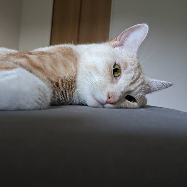 Fa7cf856 71ce 4740 934d e6ffa3b68db0 1691877983475