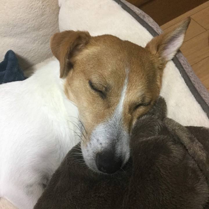 Fa7e7e83 64ea 4746 9e39 866aca9eca52 1541761704790