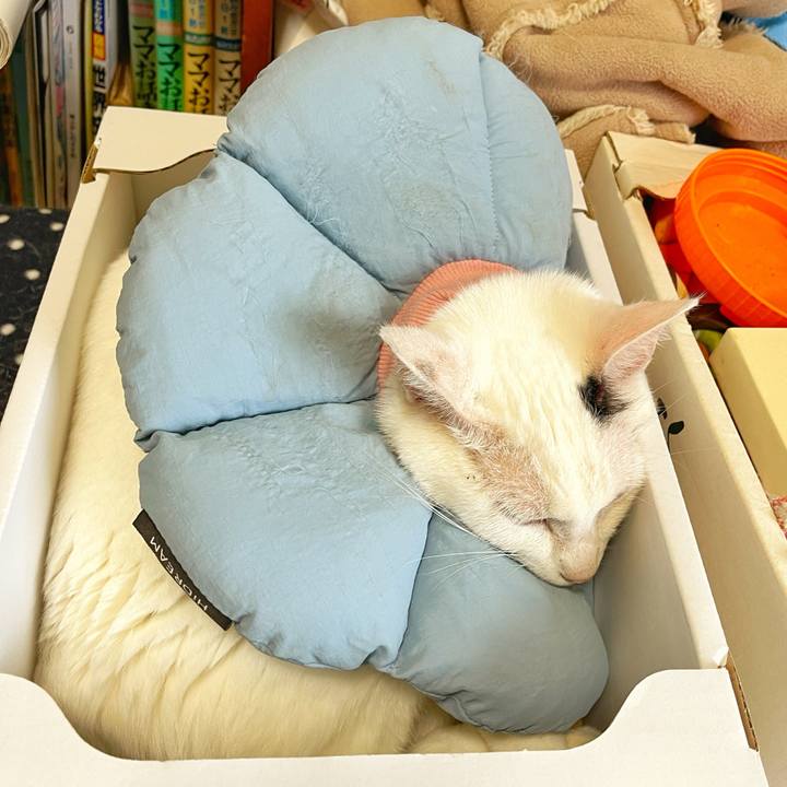 Fa874069 8235 45fb a20e a37f3707b8f3 1760049972892