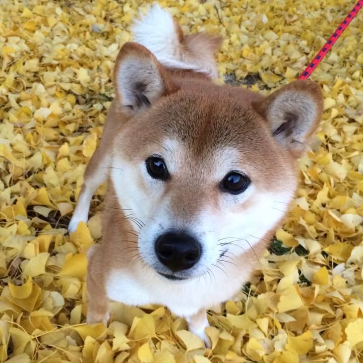 Fa884a43 fd2f 4fc3 a375 7b426f278df4 1538910870681