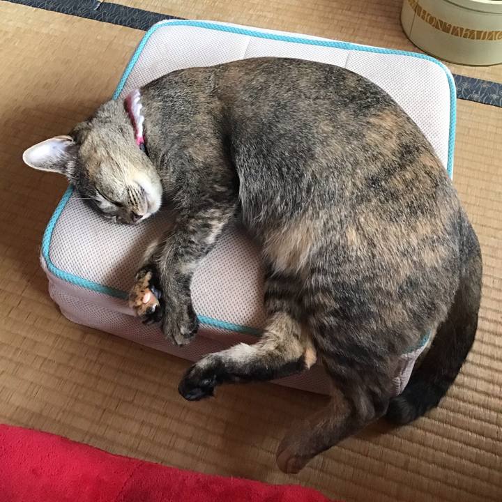 Fa8cd595 be6d 4ed3 9951 00301bd40169 1597459266006