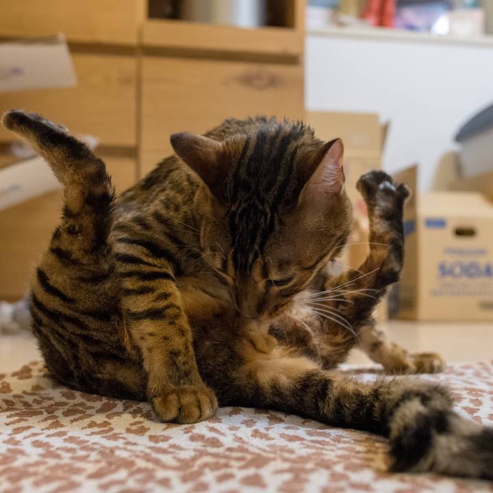 Fa917ab0 0db6 4a4b 959e 7c07a74b3bae 1518713446238